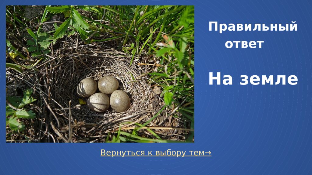 Правильный ответ На земле