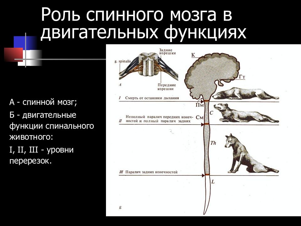 Перерезки спинного мозга. Двигательная функция спинного мозга. Спинной мозг животного рисунок. Спинальное животное. Функция спинного мозга птиц.