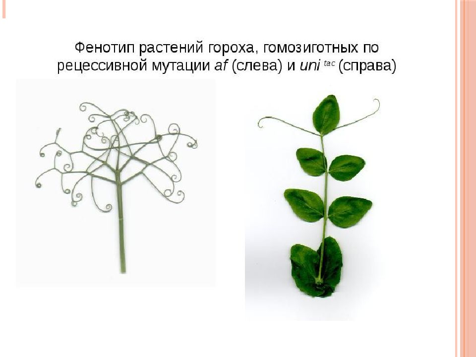 Фенотип растений. Фенотип растения. Фенотипические признаки растений. Фенотип цветка. Фенотип гороха.