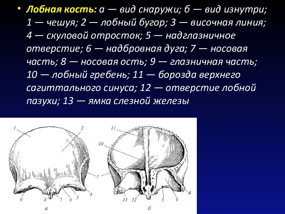 Швы лобной кости