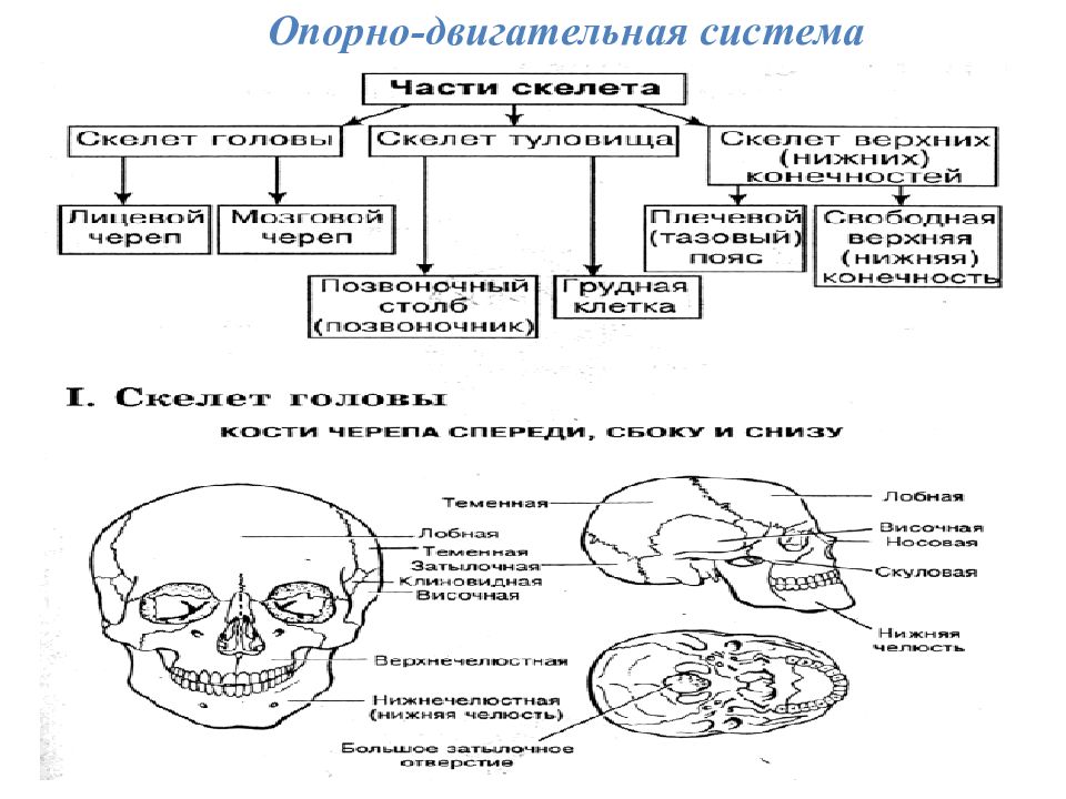 Интеллект карта опорно двигательная система