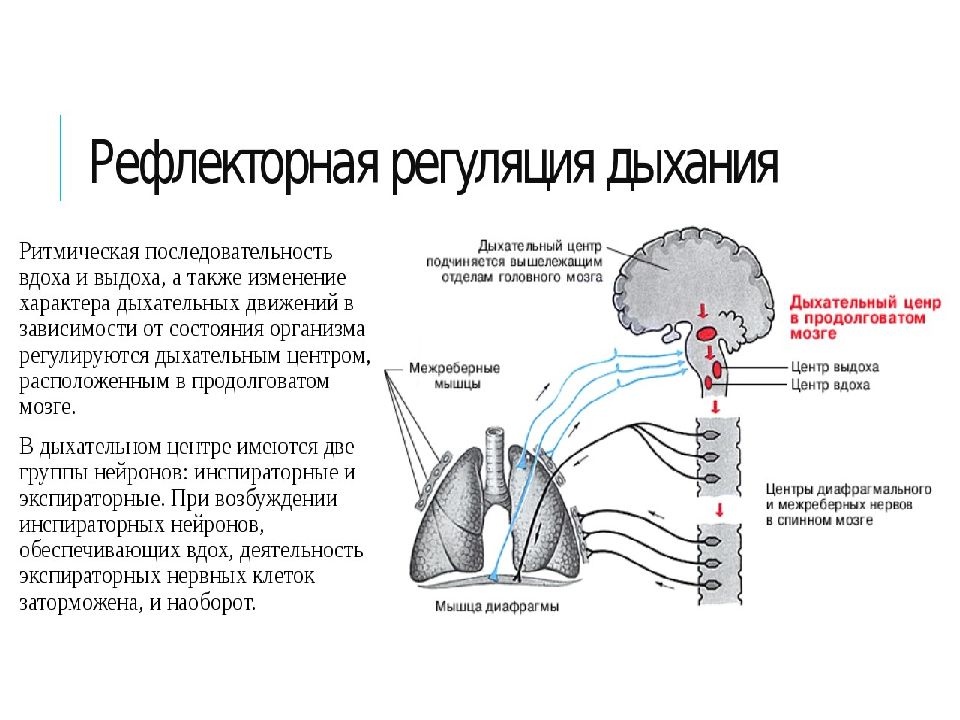 Зарисовать схему рефлекса геринга брейера