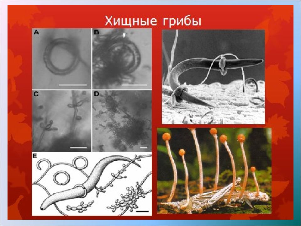 Грибы хищники. Царство fungi, Mycota. Грибы хищники названия. Представители грибов хищников.