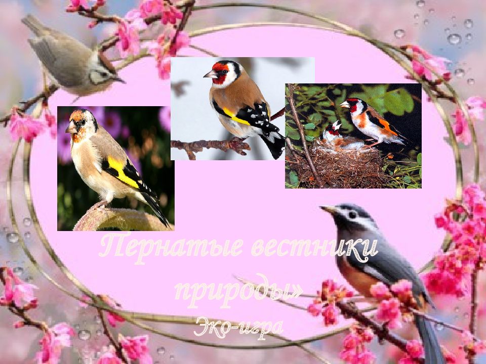 Пернатые вестники природы» Эко-игра