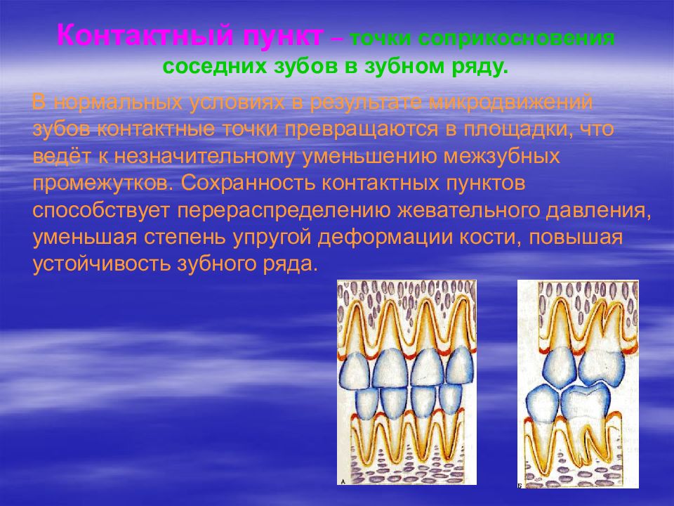 Контактный вид. Межзубные контактные пункты. Контактный пункт в стоматологии.