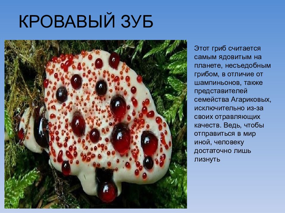 Сообщение о самом. Самый ядовитый гриб в мире. Гриб Кровавый зуб информация. Самые ядовитые растения.