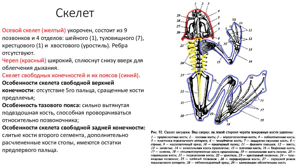 Хвостовой отдел легких. Осевой скелет лягушки. Строение осевого скелета. Особенности скелета позвоночных. Тазовый пояс лягушки.