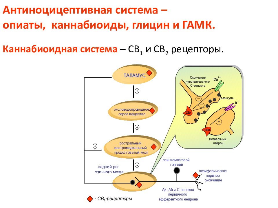 Антиноцицептивная система презентация