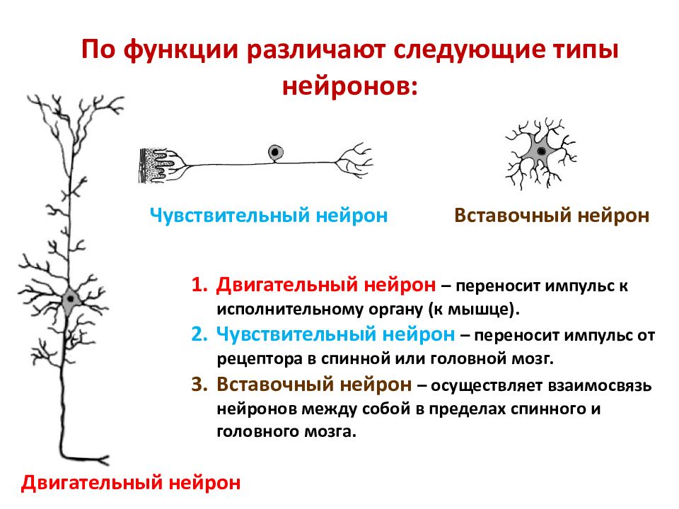 Функции чувствительных и двигательных нейронов. Тип нейрона 1)  двигательный 2)  вставочный. Тип нейрона двигательный вставочный. Вставочный Нейрон функции и расположение. Нейроны классификация чувствительные.