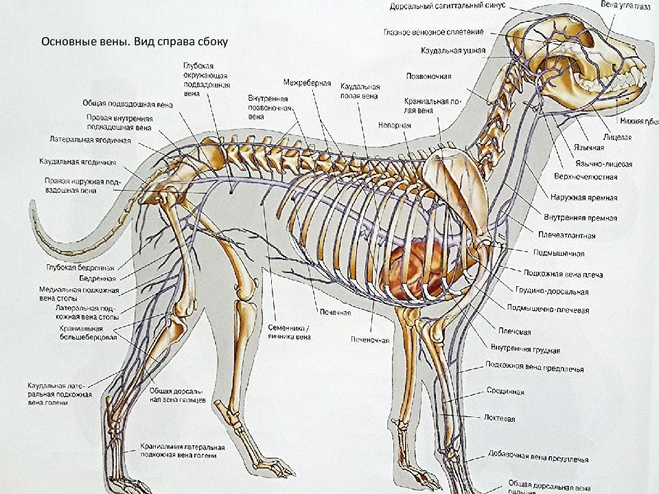 Особенности строения позвоночника собаки. Скелет собаки сбоку. Строение позвоночника собаки. Позвоночный столб собаки анатомия строение.