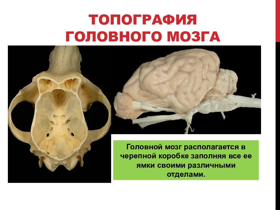 Функция головного мозга животных. Топография головного мозга. Топография головного мозга животных. Топография отделов головного мозга. Функции головного мозга животных.