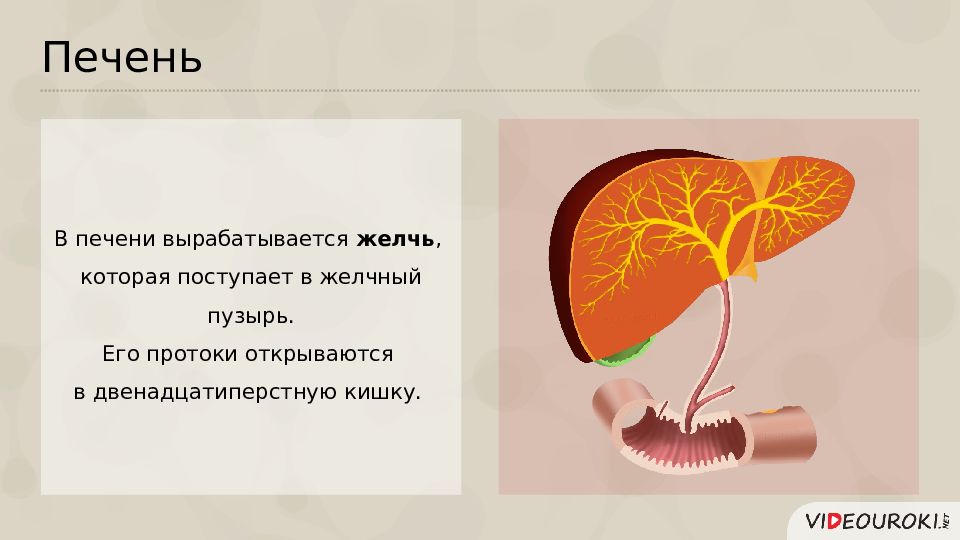 Печень смешанная. Печень вырабатывает желчь. Железа вырабатывающая желчь. Печень железа внутренней секреции. Печень внешняя секреция.