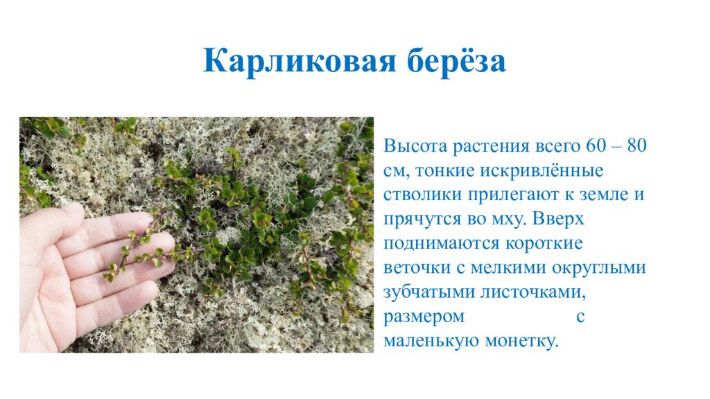 Карликовая берёза