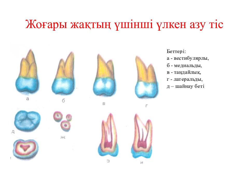 Тіс пастасы презентация