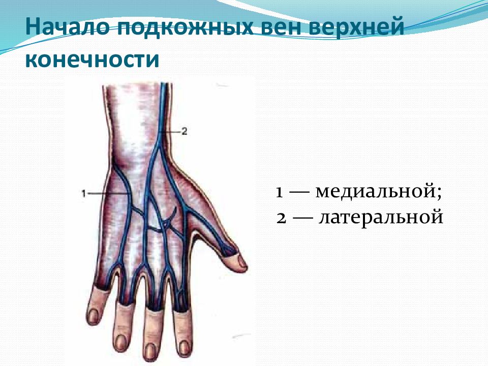 Расположение вен на руках для инъекций схема для начинающих