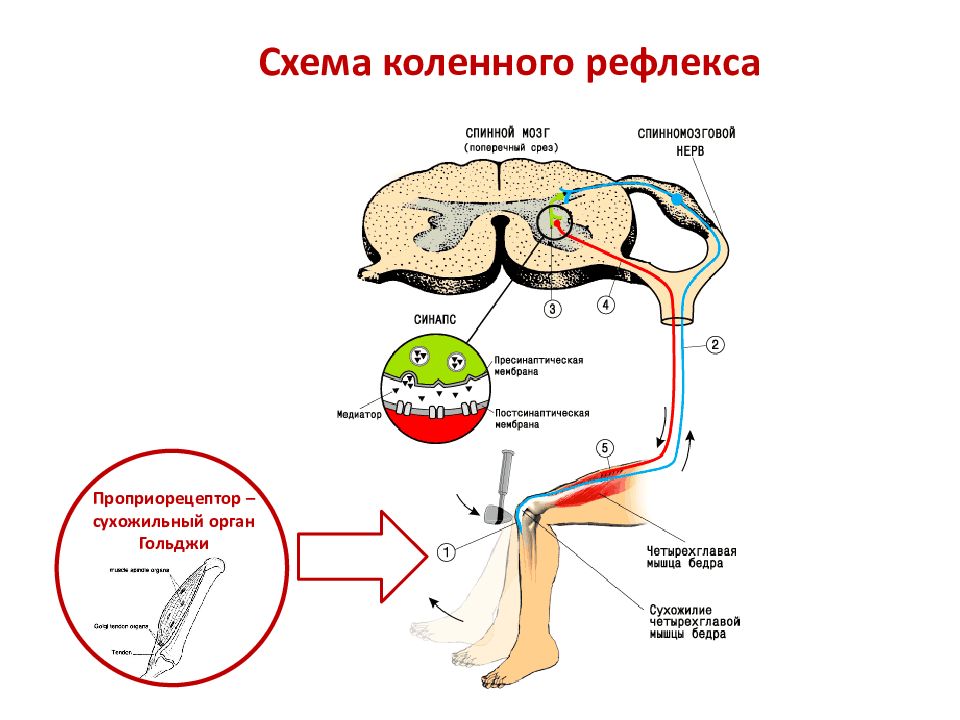 Жевательный рефлекс. Рефлекс среднего мозга схема. Рефлекторная дуга спинного мозга. Схема рефлекса спинного мозга. Рефлекторная дуга коленного рефлекса.