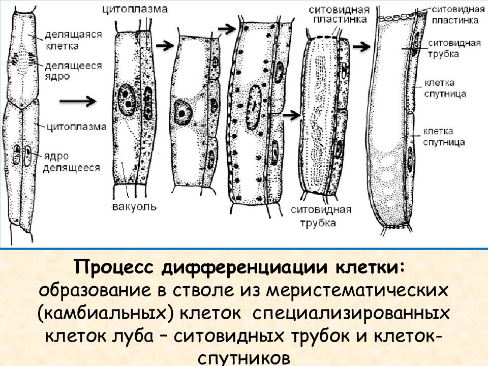 Флоэма образовательная. Ситовидные трубки Ксилема растений. Ситовидные клетки флоэмы строение. Сосуды ксилемы. Ситовидные трубки флоэмы растений.