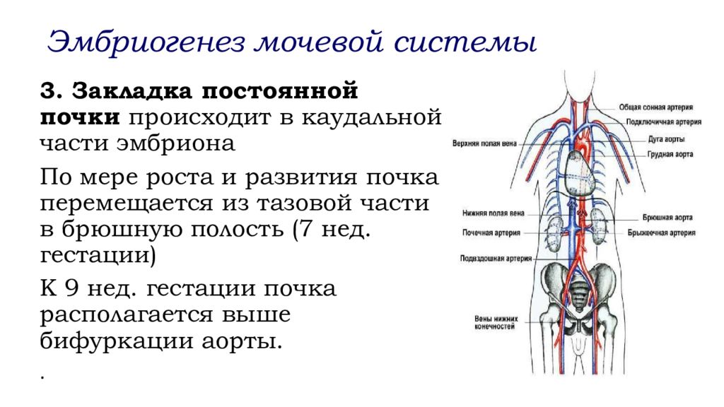 Анатомо физиологические особенности мочевыделительной системы у детей презентация