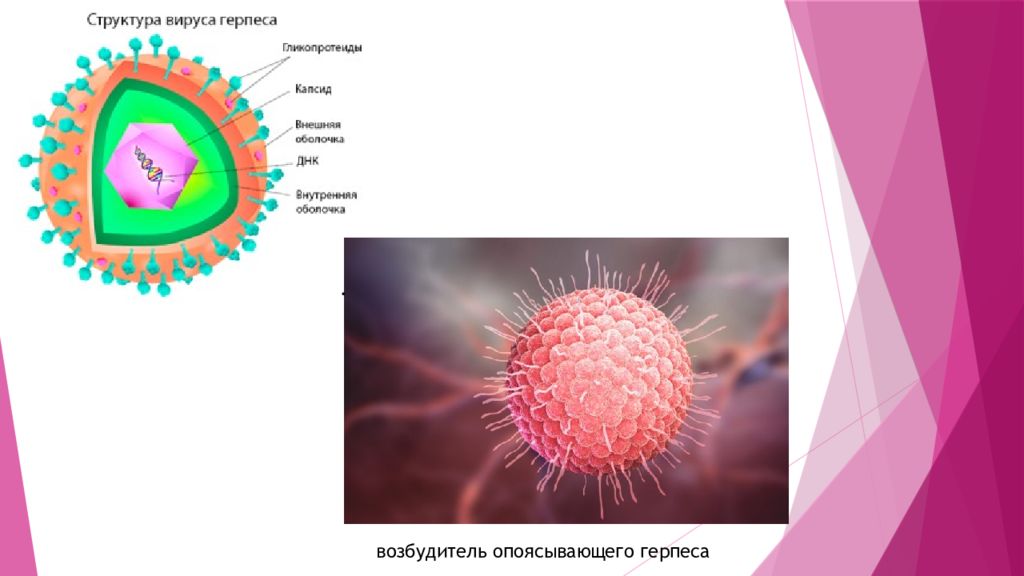 Строение вируса герпеса рисунок с подписями