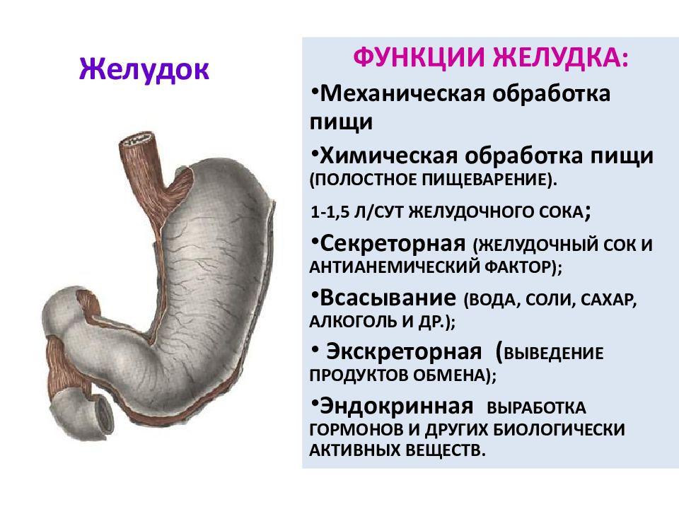Желудок функция отдела. Желудок строение и функции анатомия. Строение и функции желудка кратко. Строение желудка и функции желудка. Отдел строение функции желудок.