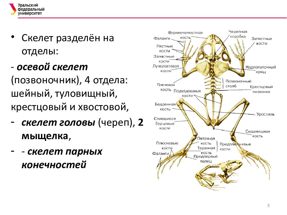 Осевой скелет амфибий. Осевой скелет позвоночных. Осевой скелет амфибий представлен. Отделы осевого скелета амфибий. Скелет парных конечностей