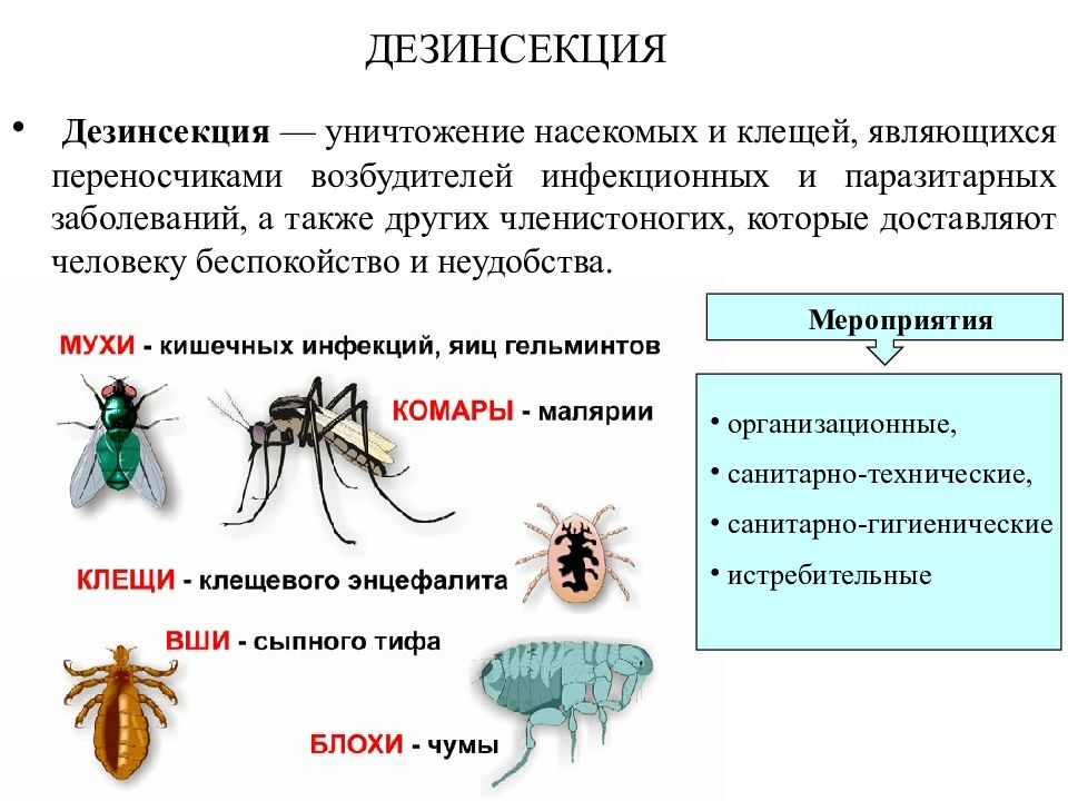 Какие инфекции передаются через укусы кровососущих насекомых. Насекомые переносчики опасных заболеваний человека. Дезинсекция от насекомых памятка. Переносчики болезней клещи, мухи, комары, Шмель. Переносчики заболеваний дезинсекции.