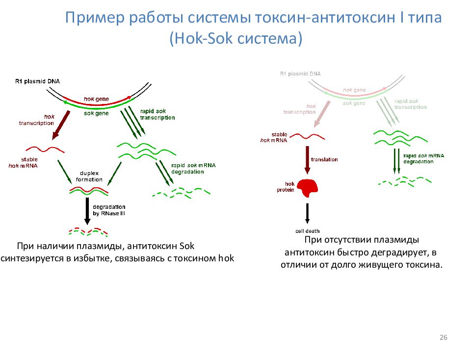 Пример токсина. Система Токсин антитоксин. Система Токсин антитоксин для бактерий. Антитоксины примеры. Антитоксины микробиология.