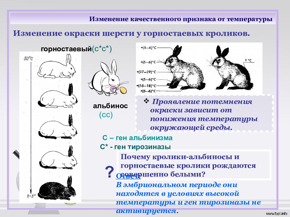 Приведите примеры наследственной и ненаследственной изменчивости проявляющиеся у человека на рисунке