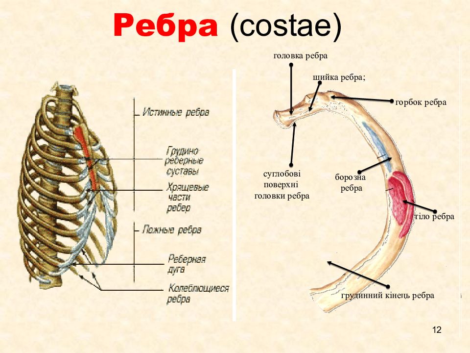 Нумерация ребер. Головка 12 ребра. Кость ребра строение. Ребро строение строение. Строение грудины и ребер.