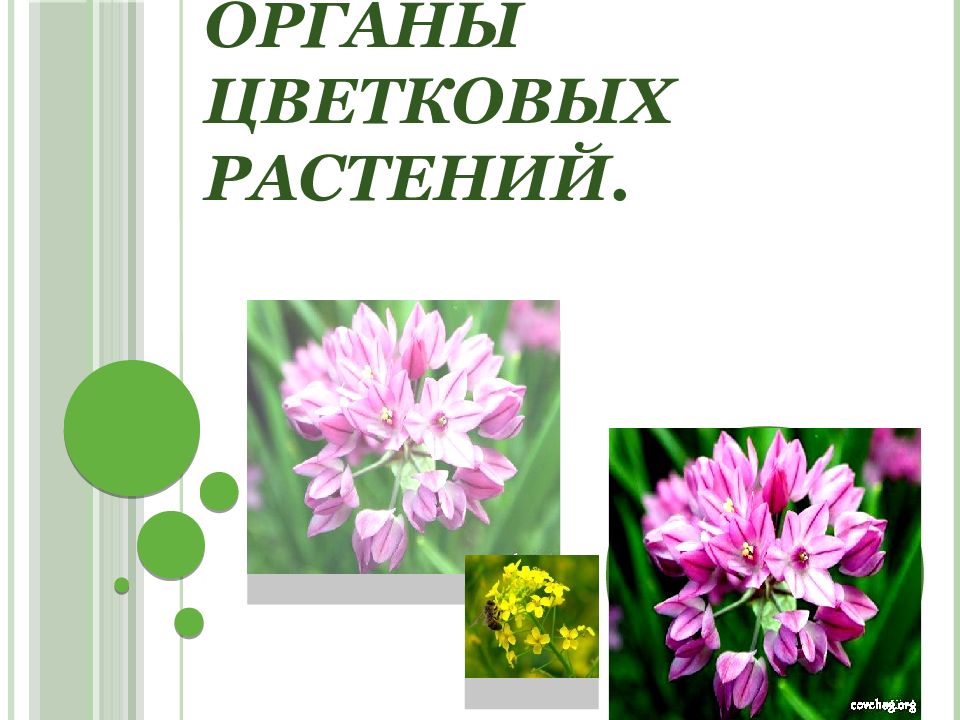 Органы цветковых растений.