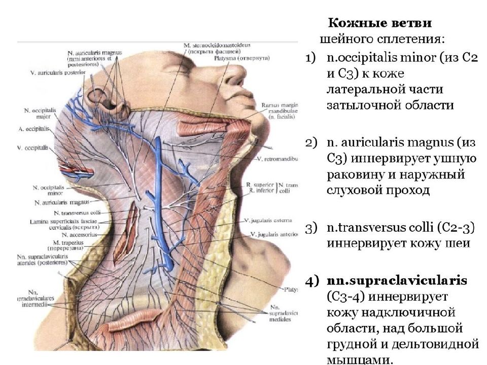 Анатомия нервной системы головы и шеи