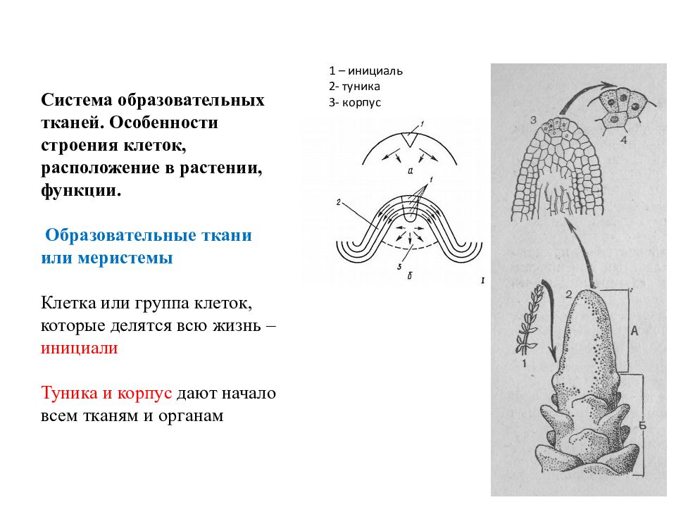 Особенности строения образовательной ткани. Особенности строения клеток меристем. Особенности строения образовательной ткани растений. Для клеток меристем характерно.