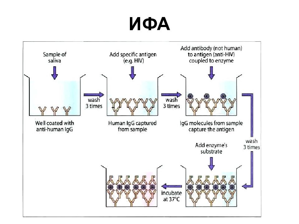 Иммуноглобулин ифа анализ. Схема ИФА для серодиагностики. Метод ИФА иммунология. Прямой твердофазный ИФА схема. Твердофазный иммуноферментный анализ ИФА.