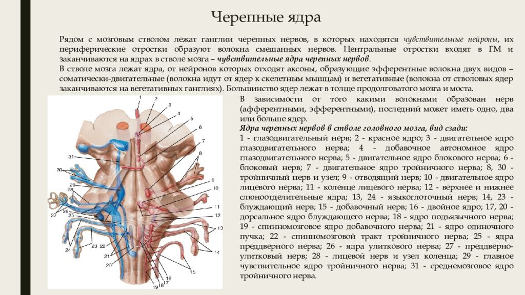 Ядра черепных нервов расположены