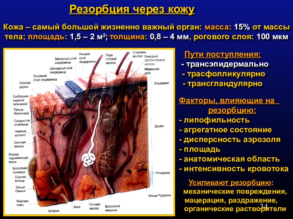 Резорбция это. Кожа самый большой орган. Резорбции токсикантов через кожу способствуют:.