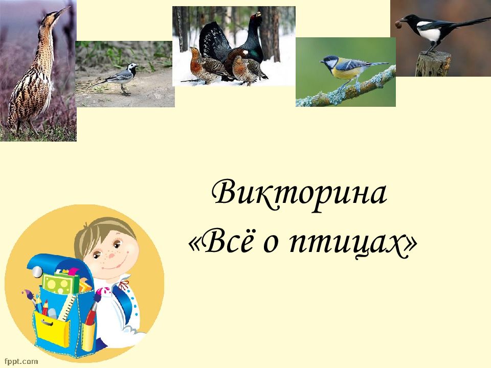 Викторина птицы презентация