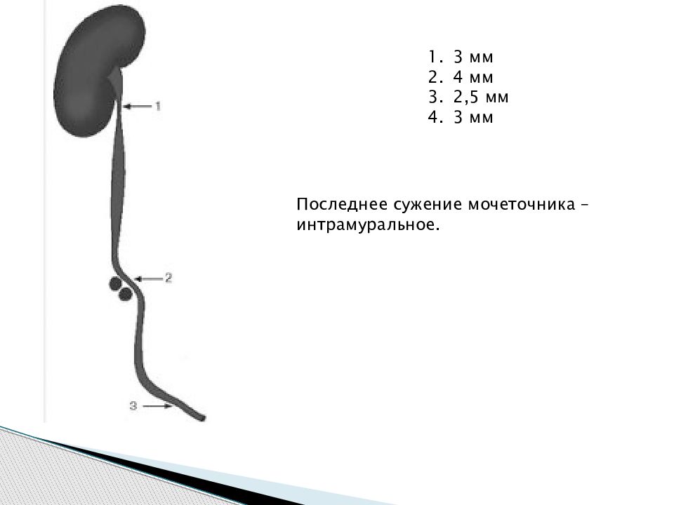 Мочеточник у мужчин фото