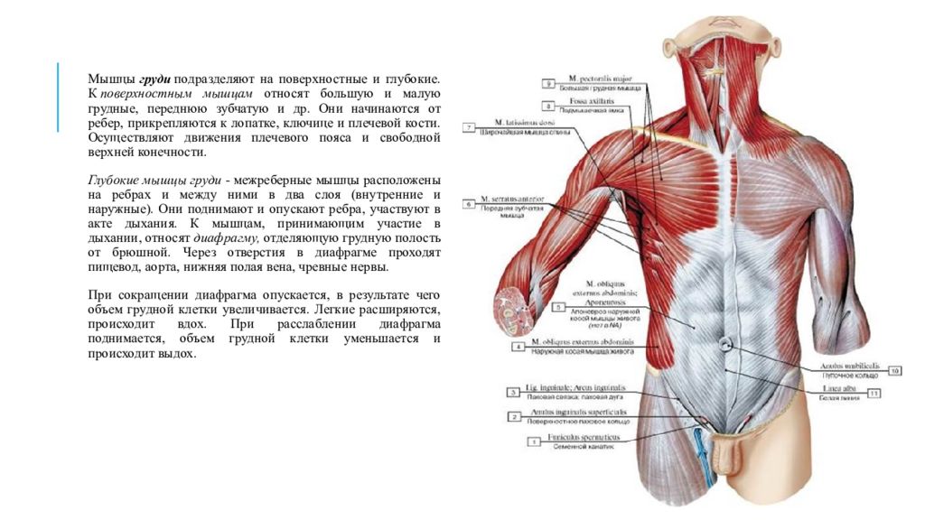 Грудинная мышца sternalis анатомия