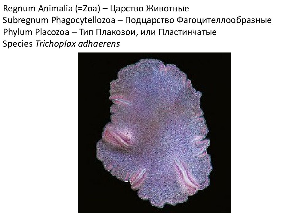 Характеристика пластинчатые