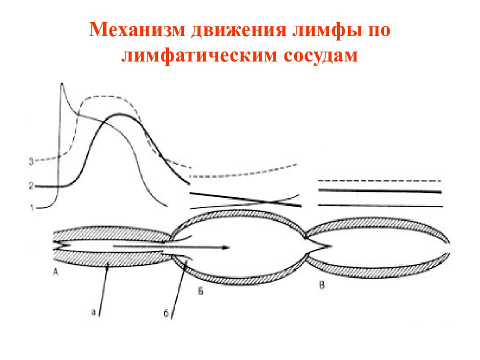 Движение лимфы. Схема последовательного движения лимфы. Механизм образования лимфы схема. Схема движения лимфы по сосудам. Механизм движения лимфы по сосудам.