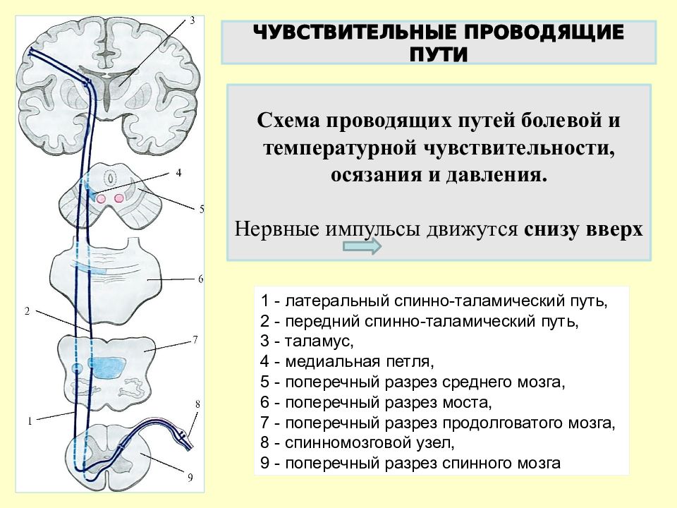 Пути анатомия