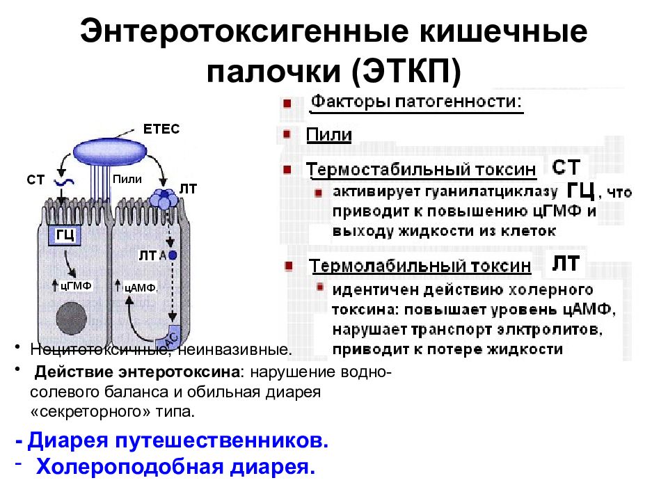 Получение множества копий генов кишечной палочки метод