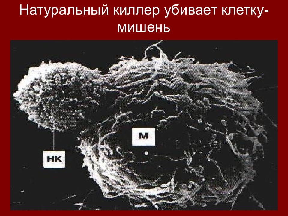 Естественные киллеры презентация