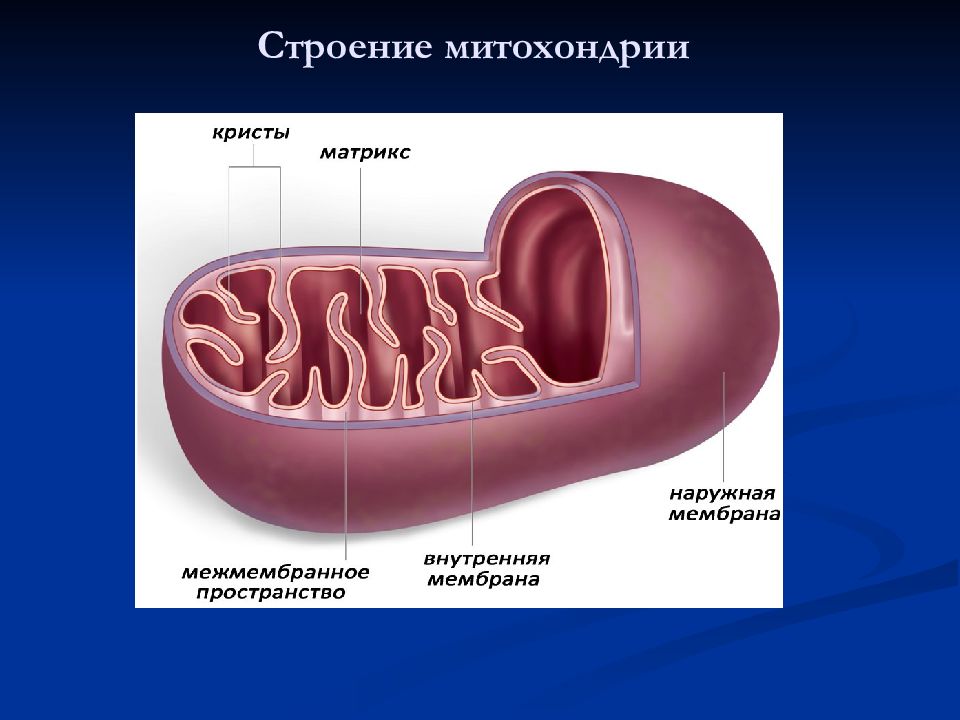 Внутренние мембраны кристы. Кристы и Матрикс митохондрий. Межмембранное пространство митохондрий. Строение матрикса митохондрий. Строение митохондрии.