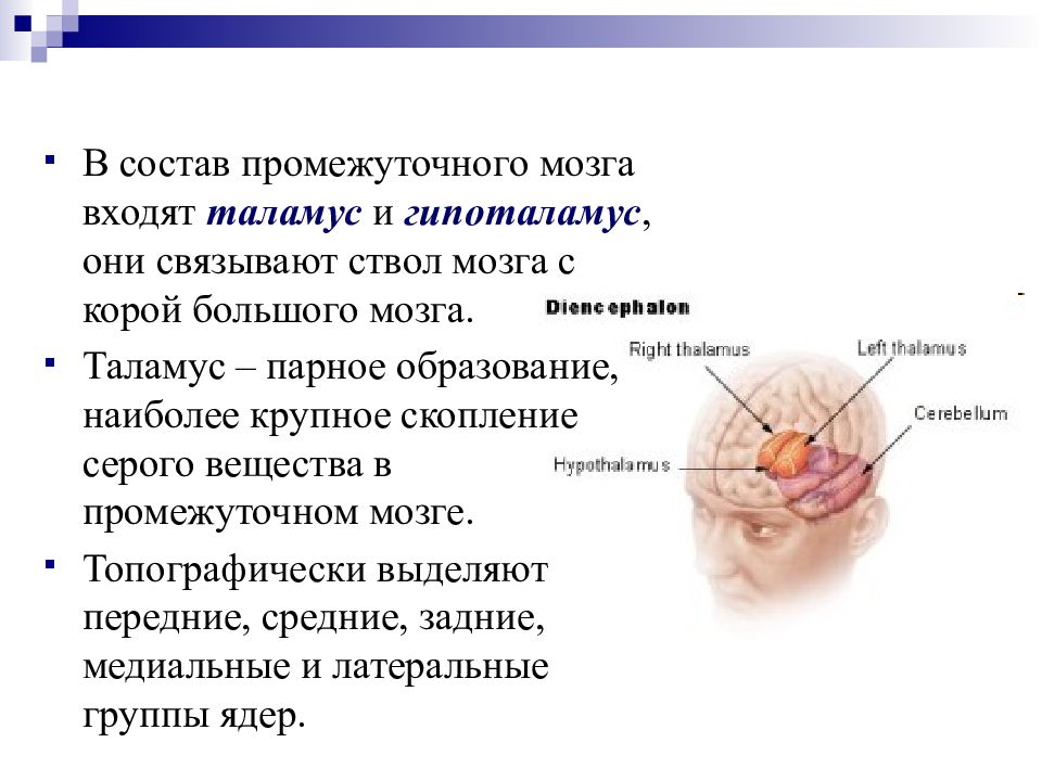 Таламус мозга это. Таламус строение и функции. Промежуточный мозг строение и функции. Строение таламуса кратко. В состав промежуточного мозга входит.