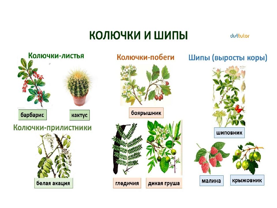 Колючки барбариса это видоизмененные. Колючки барбариса и колючки боярышника. Колючки боярышника и барбариса. Колючки барбариса это видоизмененные листья или побеги. Колюяки Барбариск и боярышник.