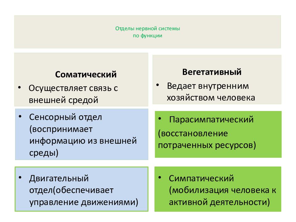 Вегетативный компонент