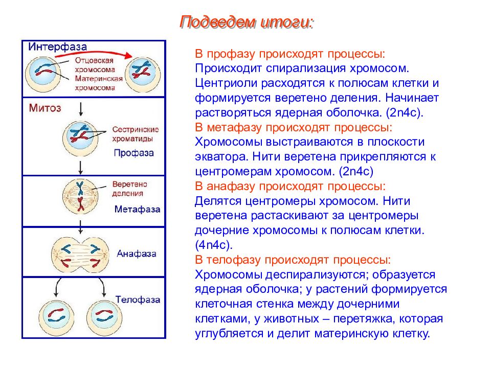 Рассмотрите рисунок с изображением фаз клеточного деления и определите способ деления набор хромосом