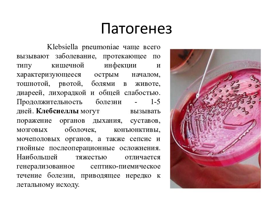 Klebsiella pneumoniae. Клебсиеллы микробиология патогенез. Клебсиеллы микробиология морфология. Клебсиелла микробиология заболевания. Klebsiella pneumoniae микробиология.