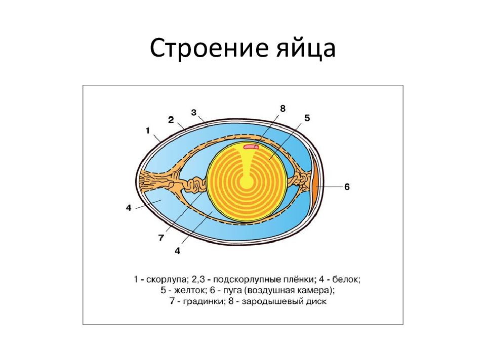 Рисунок строение яйца птицы биология 7 класс